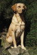 Monty - Canvas - Box Canvas