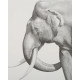 Old Tusker - Print