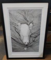 Polar Bear Swimming - Black Framed - Print