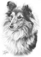 Shetland Sheepdog - Print only