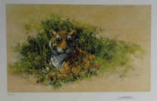 Bengal Tiger - Dark Wood Framed