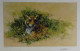 Bengal Tiger - Dark Wood Framed