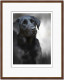 Black Labrador (40th Anniversary Image) - Dark Wood Framed