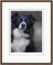 Border Collie (40th Anniversary Image) - Dark Wood Framed