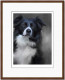 Border Collie (40th Anniversary Image) - Dark Wood Framed