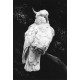 Cockatoo I - Print