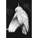 Cockatoo II - Print