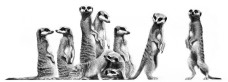 Family - Meerkats - Mounted