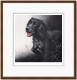 Field Sports - Cocker Spaniel - Dark Wood Framed