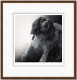 Field Sports - Springer Spaniel - Dark Wood Framed