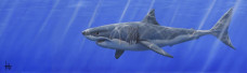 Great White - Framed - Framed Box Canvas