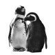 Just The Two Of Us - Penguins - Black Framed
