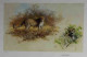 Leopards - Dark Wood Framed
