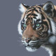 Mesmerised - Limited Edition - Box Canvas
