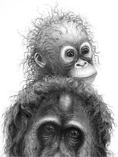 Plea For The Rainforest - Orangutans - Mounted