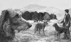 Scottish Deerhound
