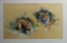 Siberian Tiger - Dark Wood Framed