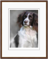 Springer Spaniel (40th Anniversary Image) - Dark Wood Framed