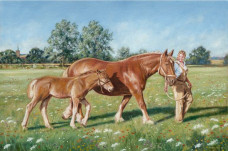 Suffolk Fillies - Canvas Edition - Box Canvas
