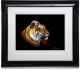 Tiger Profile - Paper - Black Framed