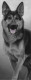 Walk Tall - German Shepherd - Box Canvas