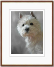 West Highland Terrier (40th Anniversary Image) - Dark Wood Framed