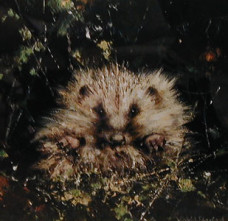 Baby Hedgehog (Cameo) - Mounted