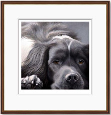 Dog Tired Series - English Springer - Dark Wood Framed