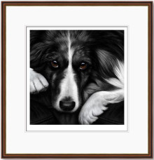 Dog Tired Series - Border Collie - Dark Wood Framed