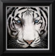 Narnia - Black Framed