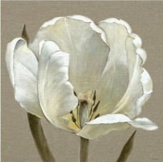 Linen Tulip - Box Canvas
