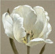Linen Tulip - Box Canvas