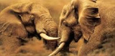 Power Play - (Elephants) - On Canvas