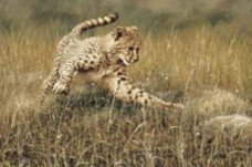 The Catch
