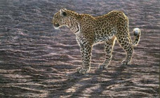 Okavango Apparition - On Paper