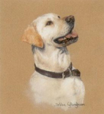 Yellow Labrador Study