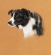 Collie Study - Print