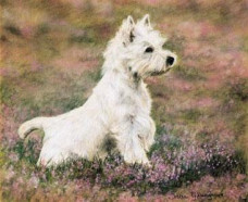 Classic Pose - Paws For Thought
