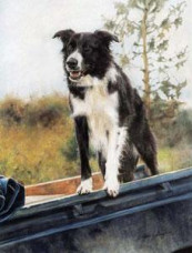 Homeward Bound