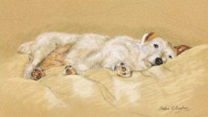 Jack Russell - Print