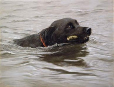 My Favourite Stick! - Black Labrador