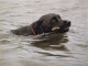 My Favourite Stick! - Black Labrador - Print