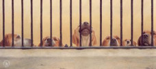 Jailhouse Rock - English Foxhound - Print