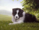 Daisy - Border Collie - Print only