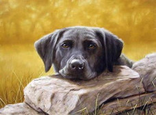 Black Lab Lazing