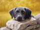 Black Lab Lazing - Print only