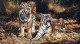 Son & Heir - Tigers - On Paper - Print only