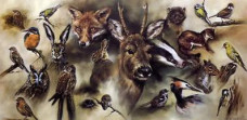 British Wildlife - Print