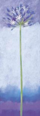 Agapanthus II - Mounted