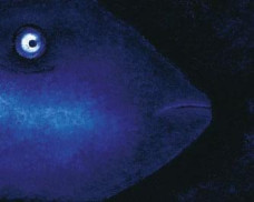 Blue Loner - Mounted